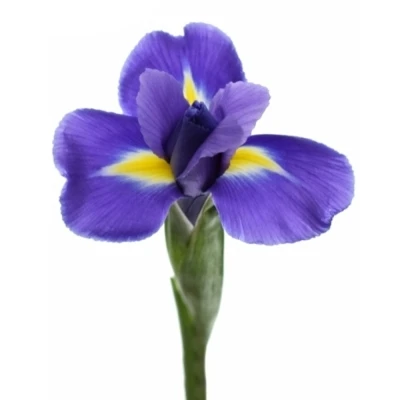 IRIS BLUE MAGIC