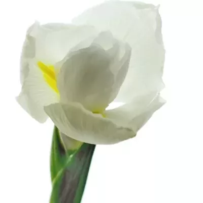 Iris CASABLANCA 62cm/54g