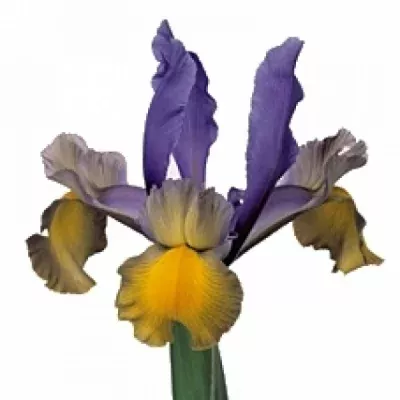 Iris MISS SAIGON 65cm / 30g