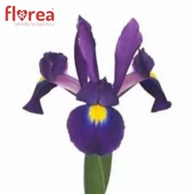 Iris TIGRIS 70cm/34g