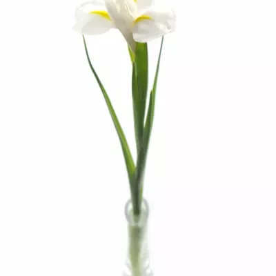 Iris WHITE MAGIC 64cm/32g