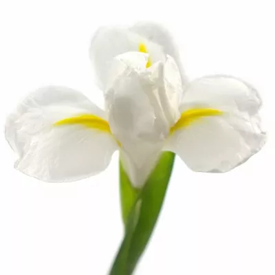 Iris WHITE MAGIC 64cm/32g