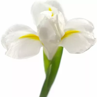 Iris WHITE MAGIC 64cm/32g