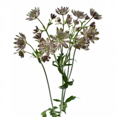 Jarmanka MAJOR MAGICAL DIAMONDS PINK 70cm