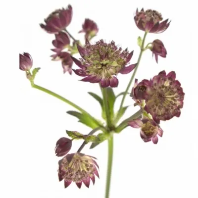 Jarmanka MAJOR MAGICAL DIAMONDS RED 50cm