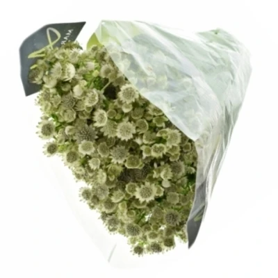 Jarmanka MAJOR MAGICAL SNOWFALLS