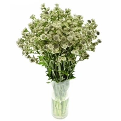 Jarmanka MAJOR MAGICAL SNOWFALLS