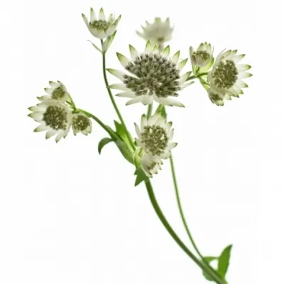 Jarmanka MAJOR MAGICAL SPARKLING STARS PINK 50cm