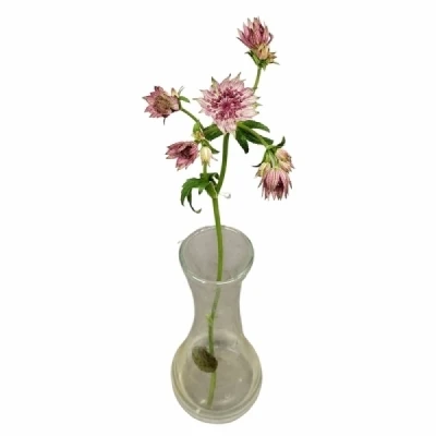 Jarmanka MAJOR PINK PRIDE