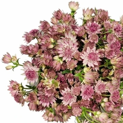 Jarmanka MAJOR PINK PRIDE