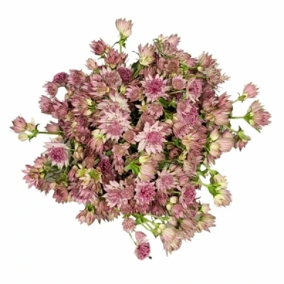 Jarmanka MAJOR PINK PRIDE