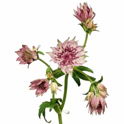 Jarmanka MAJOR PINK PRIDE 55 cm