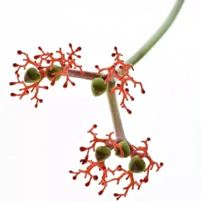 JATROPHA P FIRECRACK 35cm