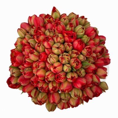 Jednodruhová kytice 100 červených tulipánů MIRANDA