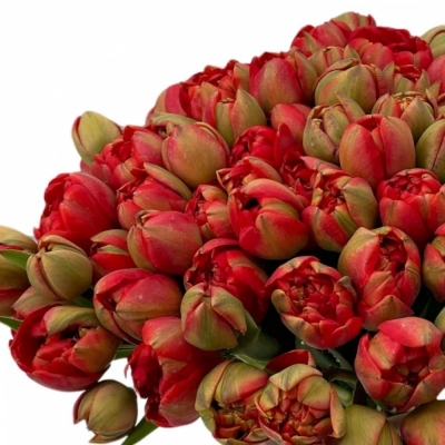 Jednodruhová kytice 100 červených tulipánů MIRANDA