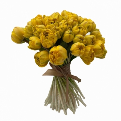Jednodruhová kytice 50 žlutých tulipánů YELLOW POMPENETTE