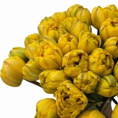 Jednodruhová kytice 50 žlutých tulipánů YELLOW POMPENETTE