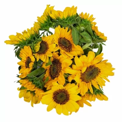 Jednodruhová kytice 15 žlutých slunečnic