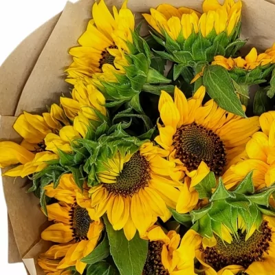 Jednodruhová kytice 15 žlutých slunečnic v dárkovém balení