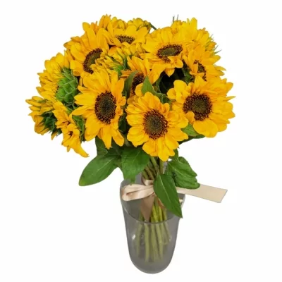Jednodruhová kytice 21 žlutých slunečnic
