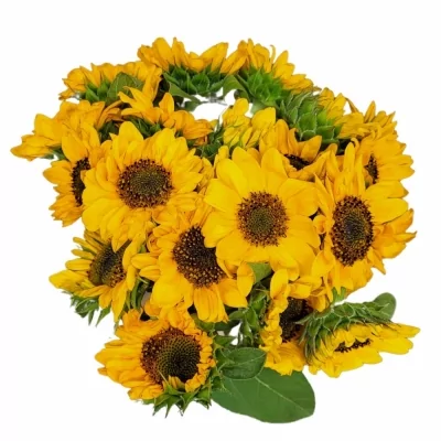 Jednodruhová kytice 21 žlutých slunečnic
