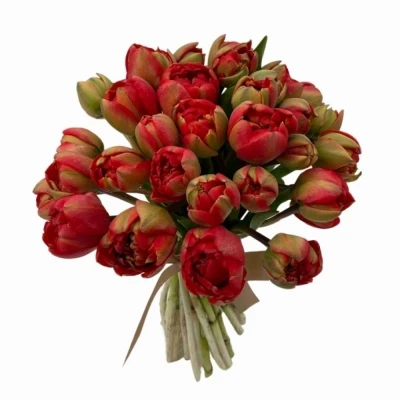 Jednodruhová kytice 35 červených tulipánů MIRANDA