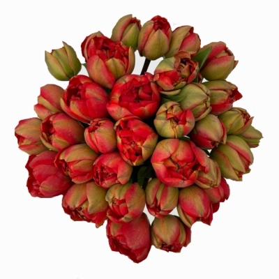 Jednodruhová kytice 35 červených tulipánů MIRANDA
