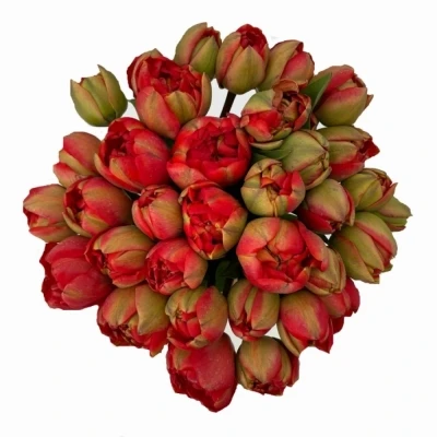 Jednodruhová kytice 35 červených tulipánů MIRANDA