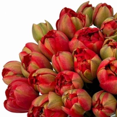 Jednodruhová kytice 35 červených tulipánů MIRANDA