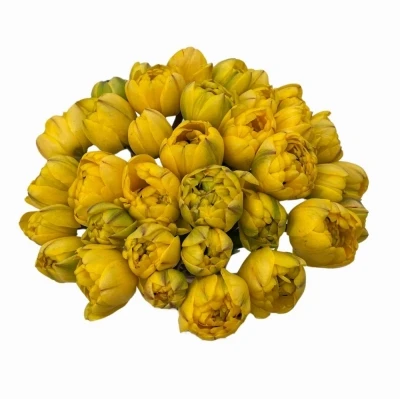 Jednodruhová kytice 35 žlutých tulipánů YELLOW POMPENETTE