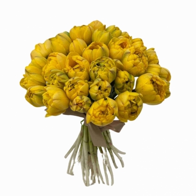 Jednodruhová kytice 35 žlutých tulipánů YELLOW POMPENETTE