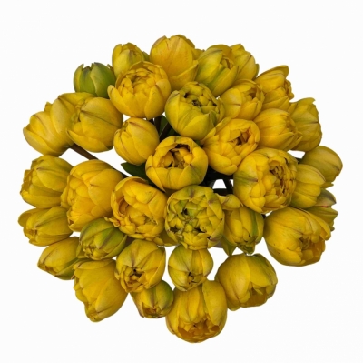 Jednodruhová kytice 35 žlutých tulipánů YELLOW POMPENETTE