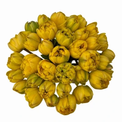 Jednodruhová kytice 35 žlutých tulipánů YELLOW POMPENETTE