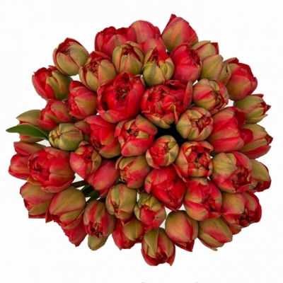 Jednodruhová kytice 50 červených tulipánů MIRANDA