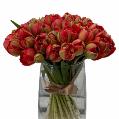 Jednodruhová kytice 50 červených tulipánů MIRANDA