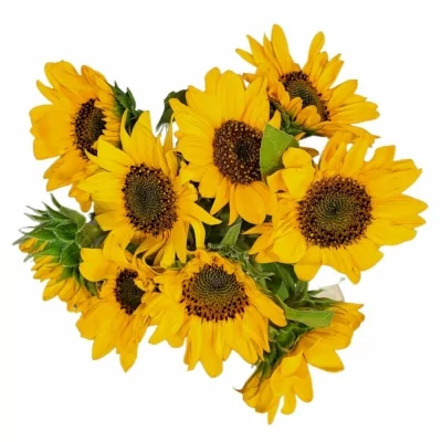 Jednodruhová kytice 9 žlutých slunečnic