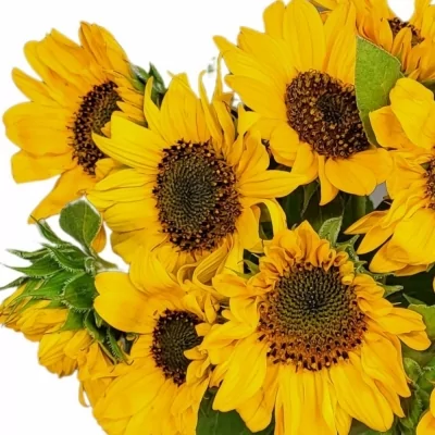 Jednodruhová kytice 9 žlutých slunečnic