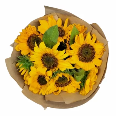 Jednodruhová kytice 9 žlutých slunečnic v dárkovém balení