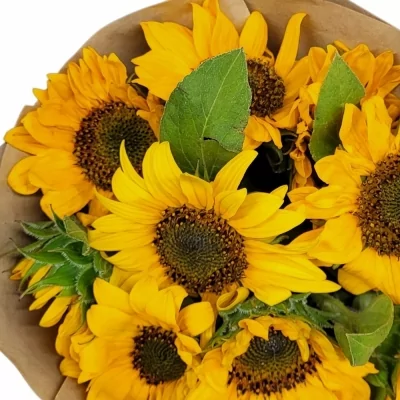 Jednodruhová kytice 9 žlutých slunečnic v dárkovém balení