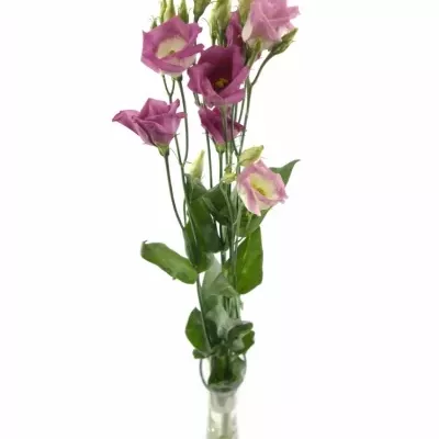 Jícnovka ADOM RED PICO