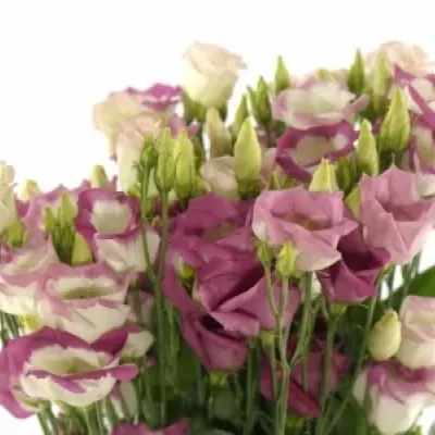 Jícnovka ADOM RED PICO