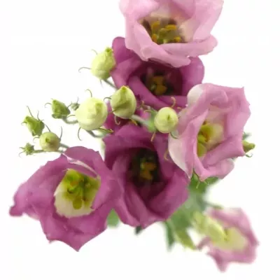 Jícnovka ADOM RED PICO