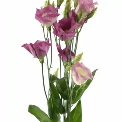 Jícnovka ADOM RED PICO