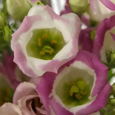 Jícnovka ADOM RED PICO