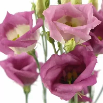 Jícnovka ADOM RED PICO 70cm/5+