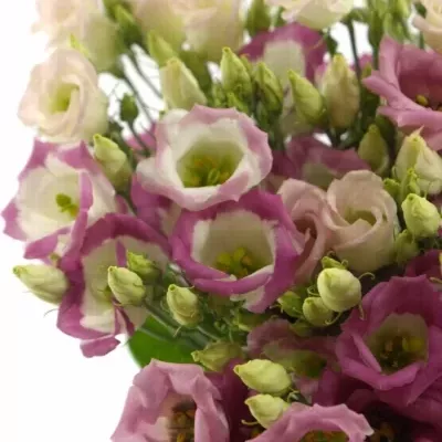 Jícnovka ADOM RED PICO