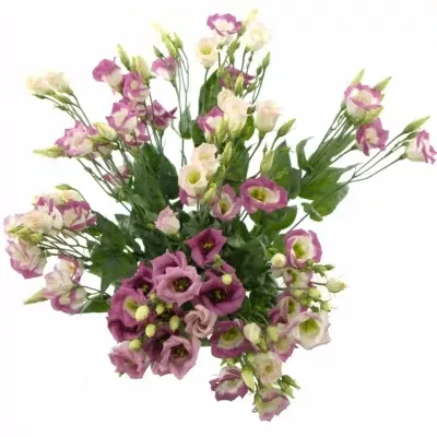 Jícnovka ADOM RED PICO