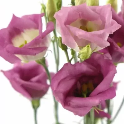 Jícnovka ADOM RED PICO