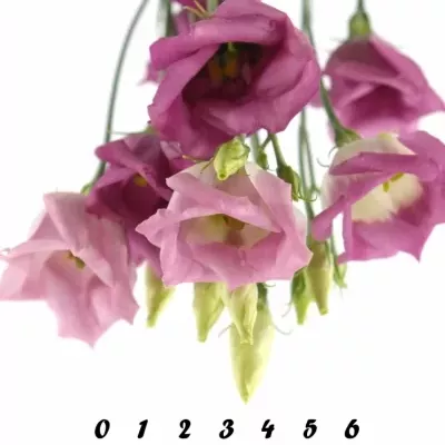 Jícnovka ADOM RED PICO