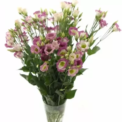 Jícnovka ADOM RED PICO